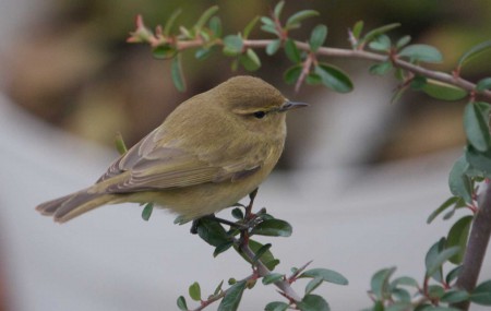 Felosinha (Phylloscopus collybita) por António Varejão